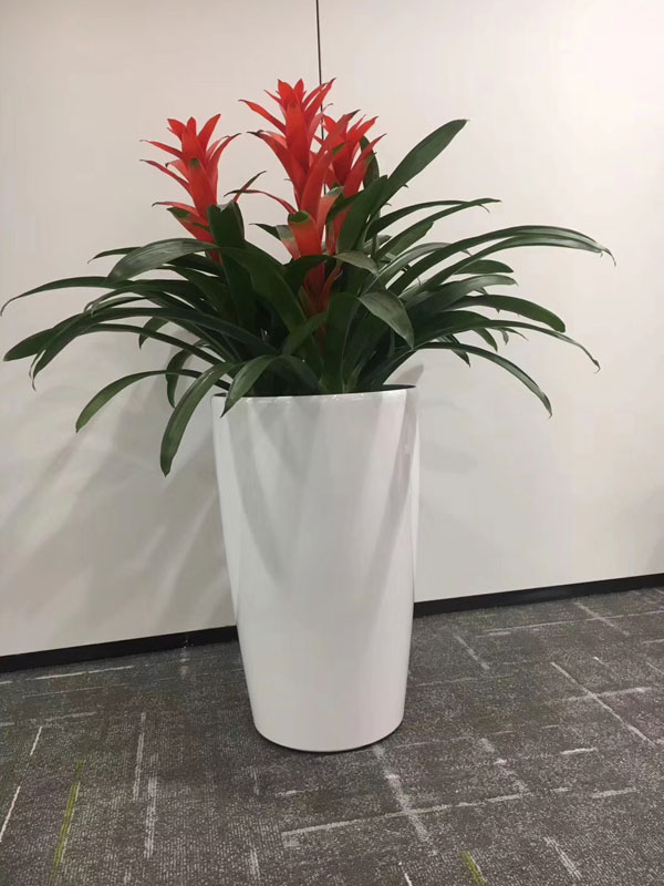 自吸式花盆三头凤梨组盆