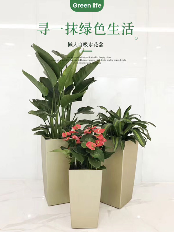 自吸式花盆天堂鸟组合盆