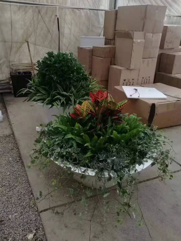办公楼非洲茉莉组合盆