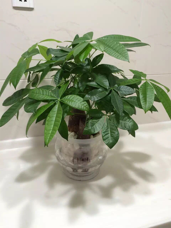 水瓶发财树