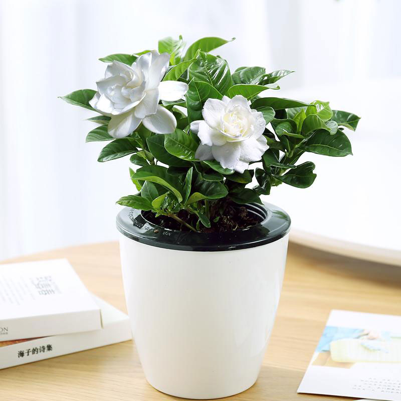 栀子花