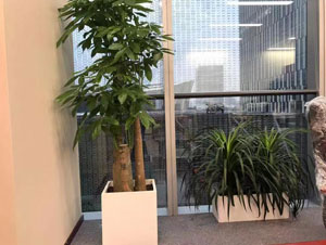 国贸某办公室大型植物租赁案例