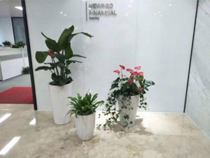北京海淀区某办公区红掌植物租摆案例