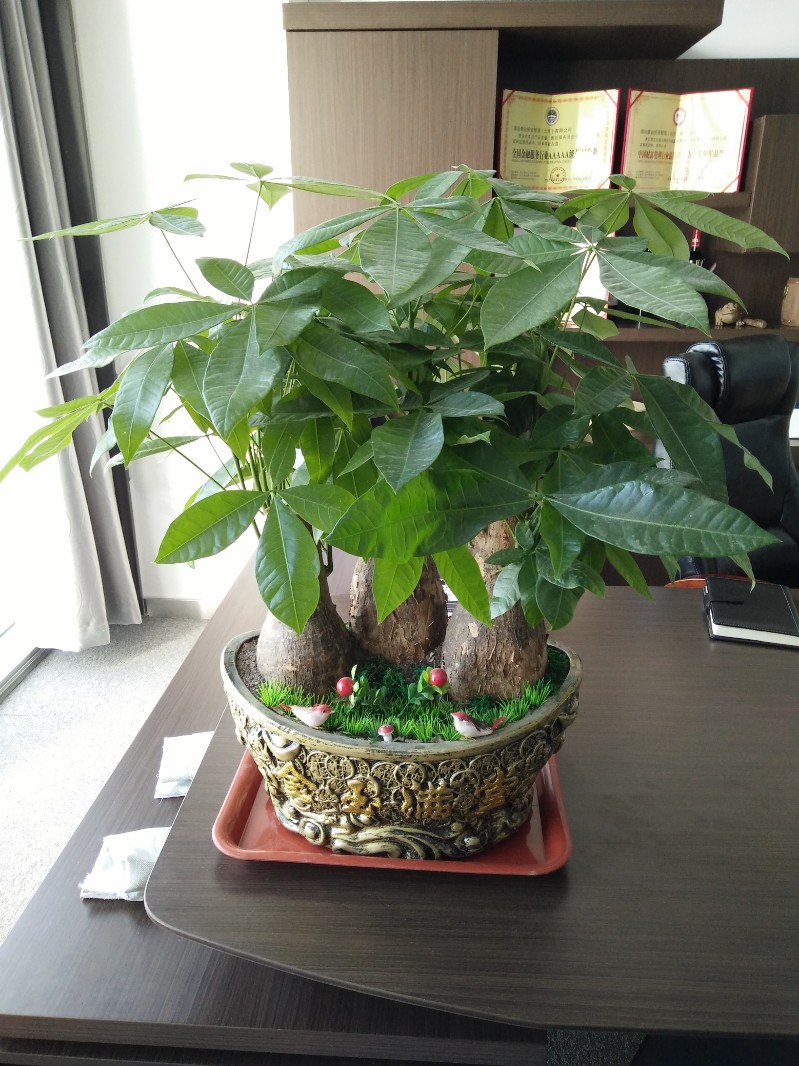 发财树小盆栽怎么养-北京办公室植物花卉租赁
