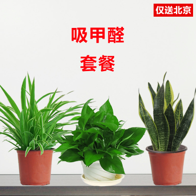 北京望京花卉租摆都有哪些植物租赁价格怎么样？