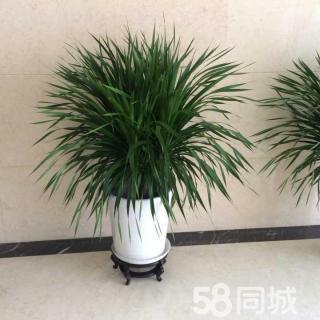 北京办公室绿植租赁养花的好处