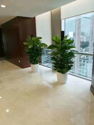 北京花卉绿植养护公司对绿萝换盆注意事项