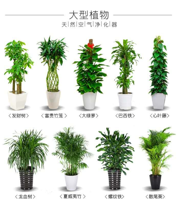 北京花卉租摆公司对花盆样式的搭配介绍