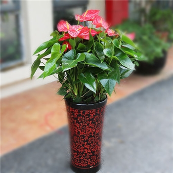 北京花卉盆栽租赁的植物花卉花期长又易养的几种室内花卉