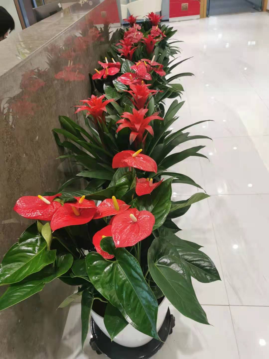 北京花卉植物租摆的花期有多长