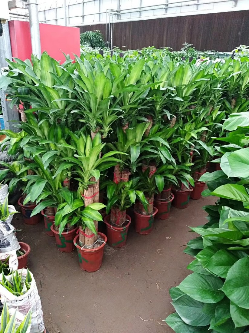 北京花卉租赁公司专业养护植物
