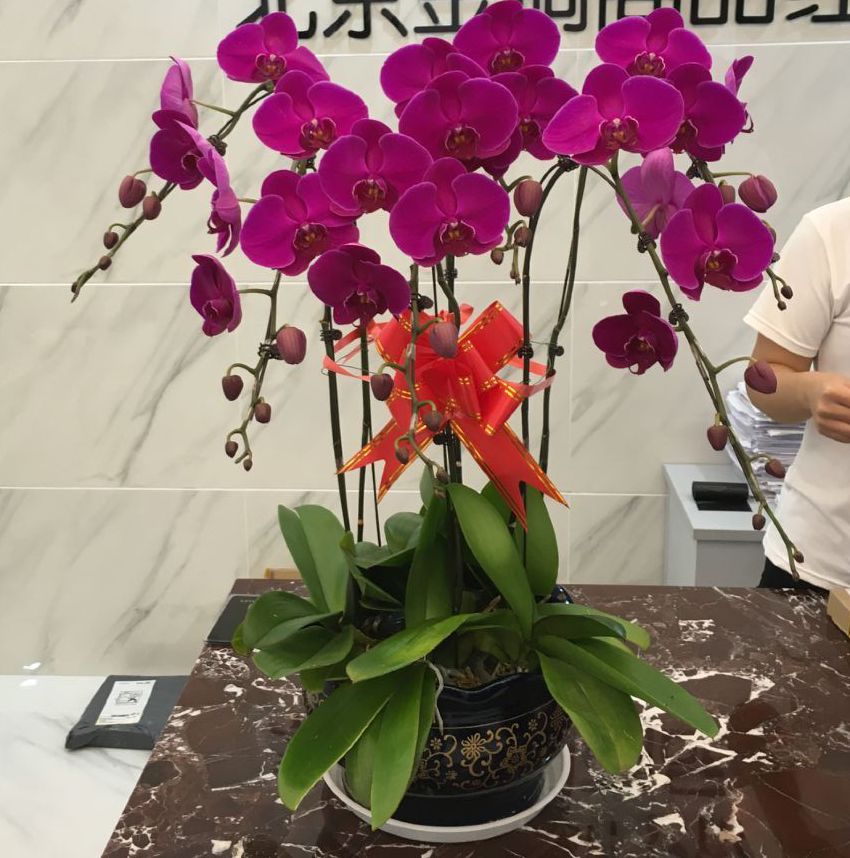 如何学会花艺-北京花卉公司