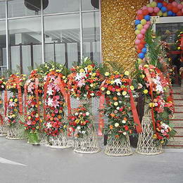 哪些花可以消除家居装饰中的污染？北京绿植销售公司