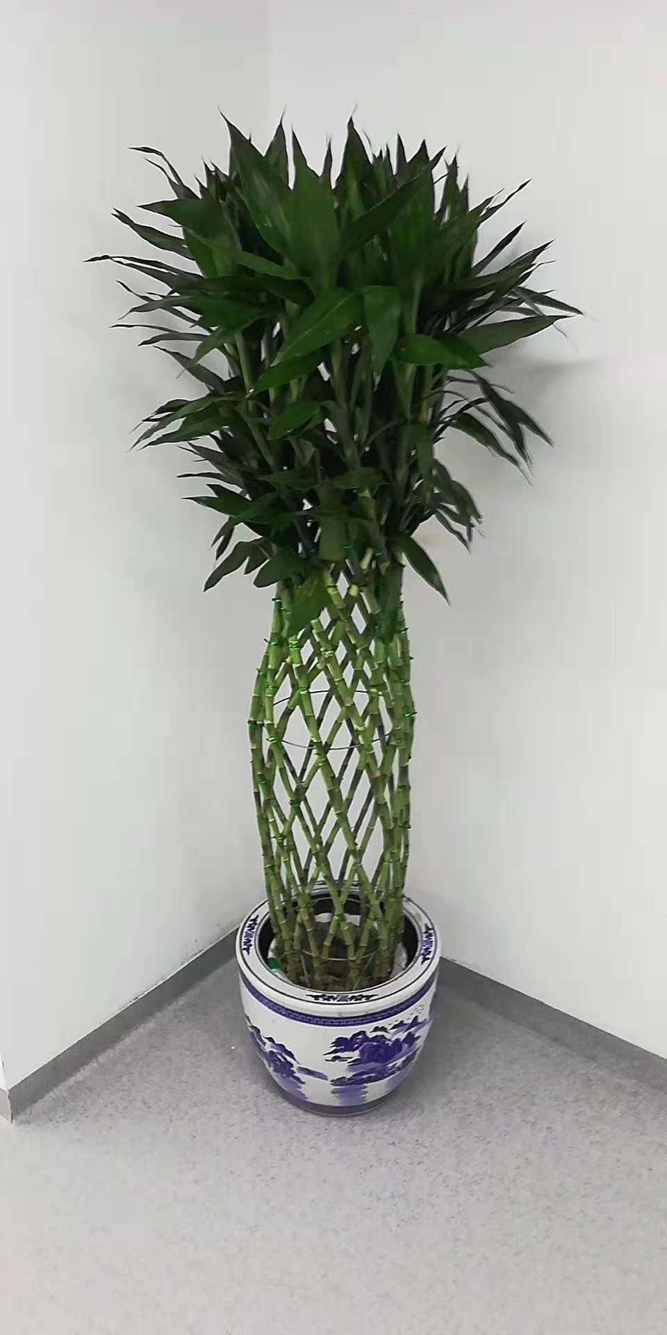 绿植租摆公司