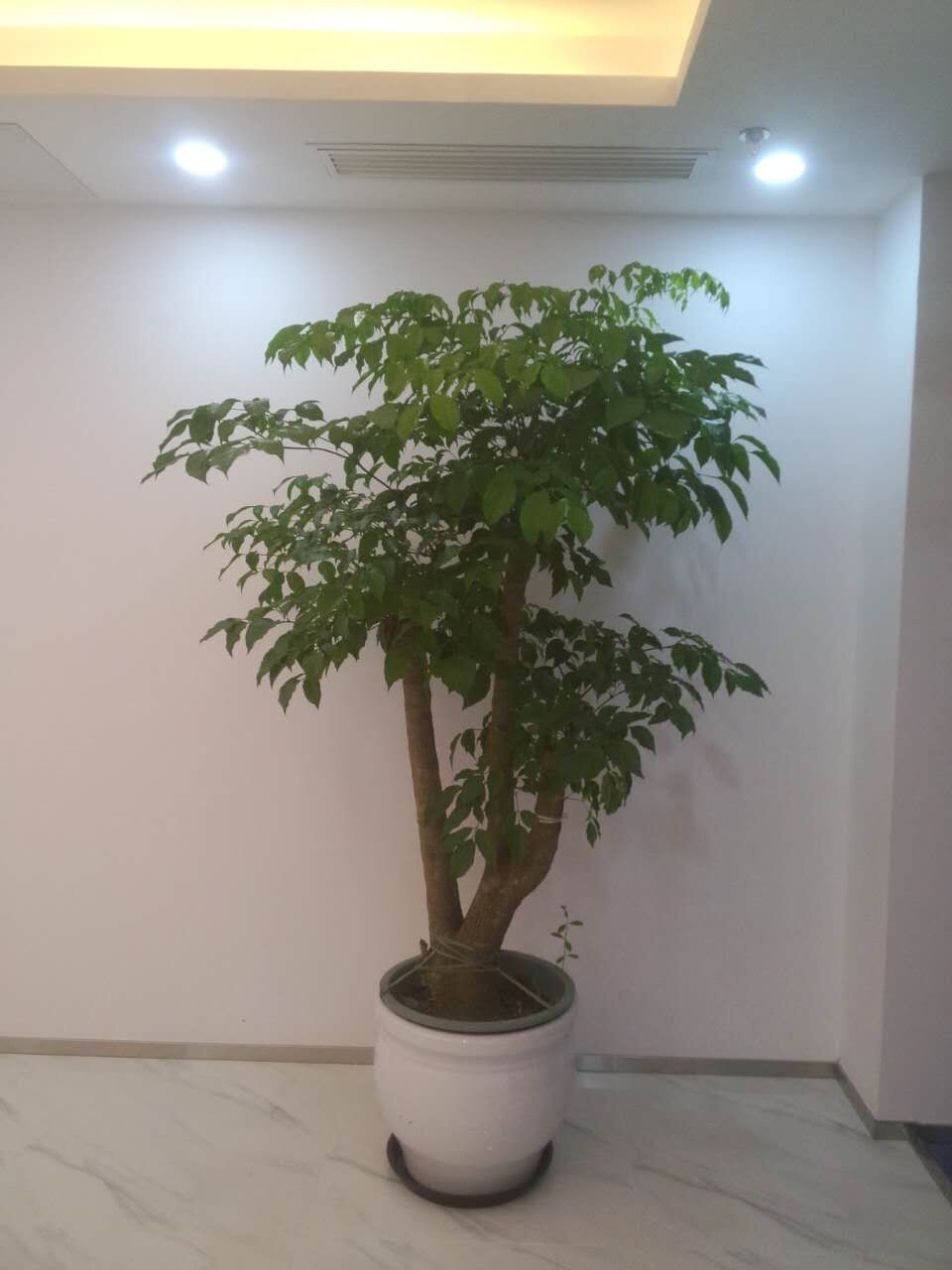 办公室绿植花卉养护