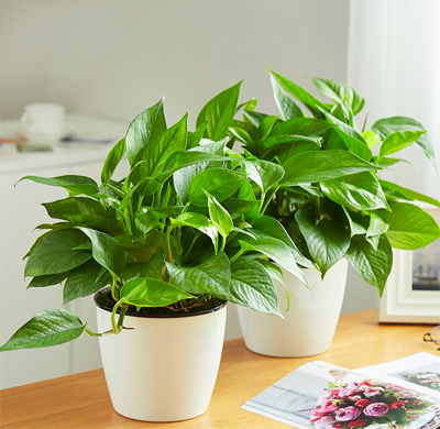 绿植租赁公司