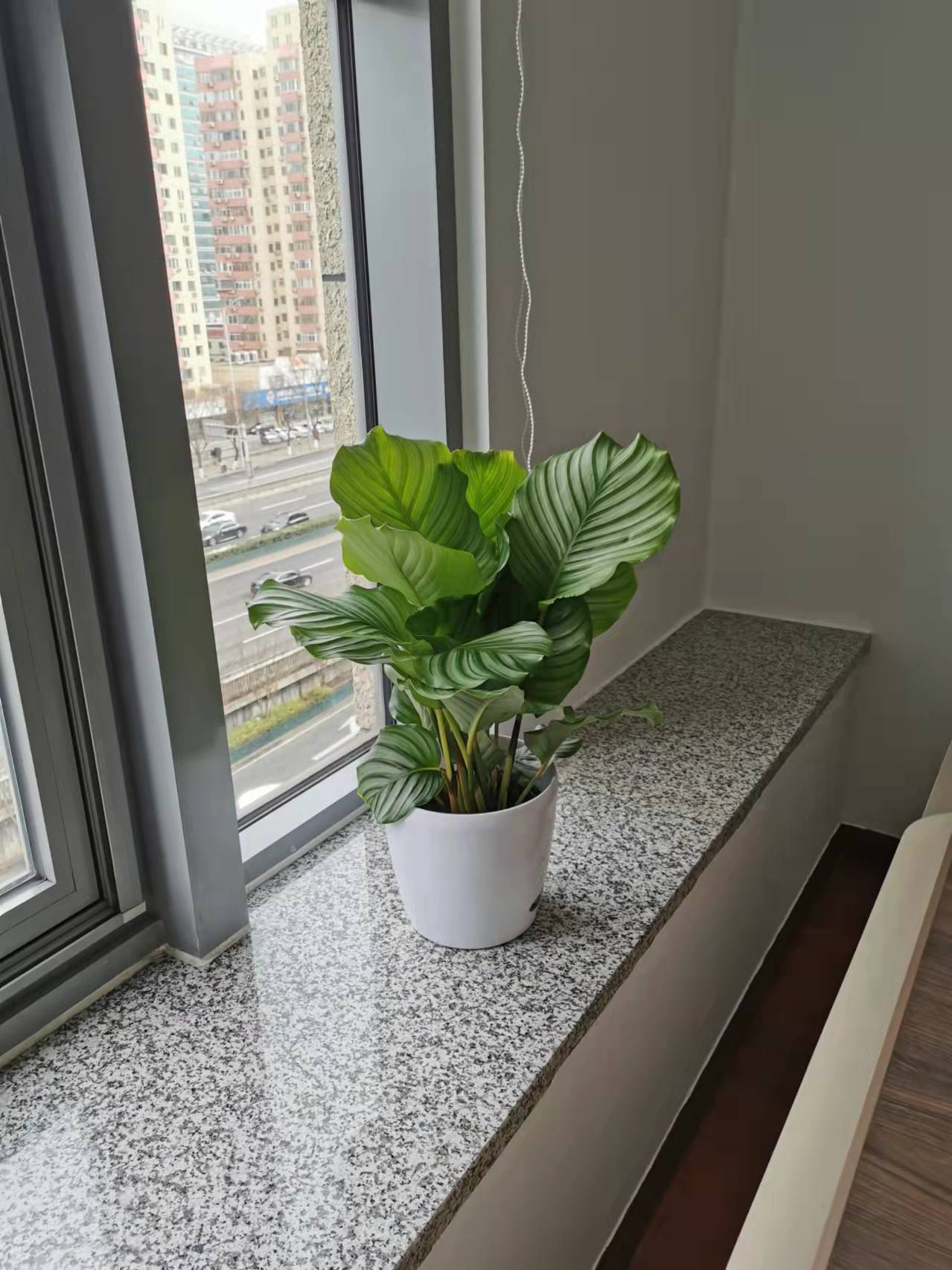 绿色植物租摆