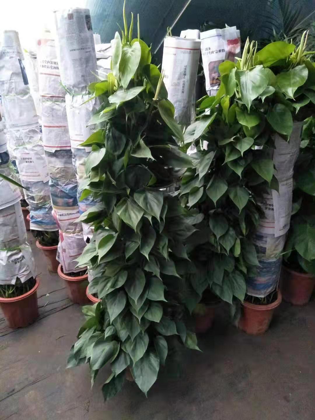 北京绿植养护主要做什么？