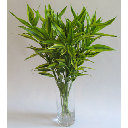 绿植摆放绿植价格