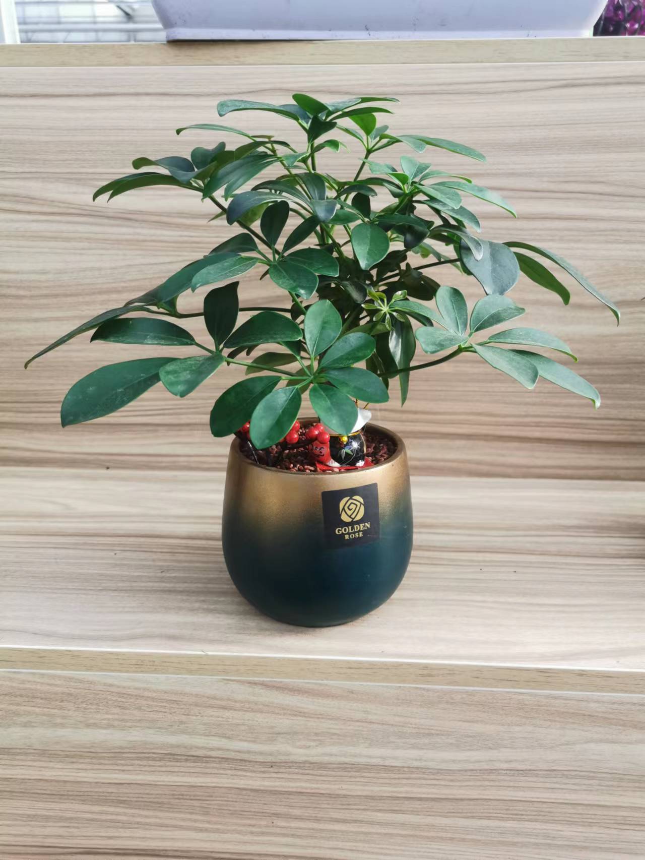 北京绿植租摆公司