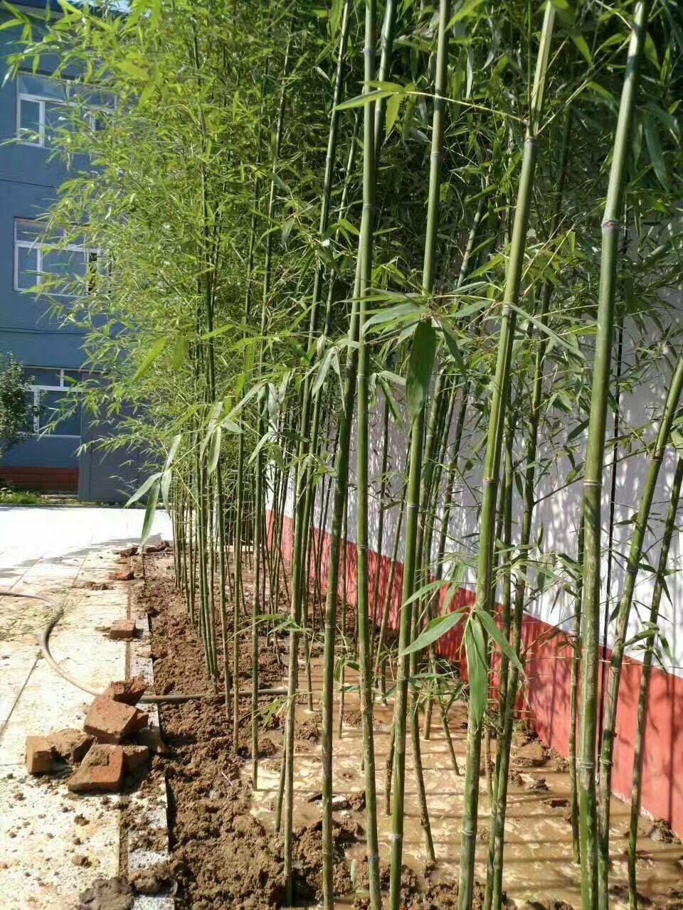 北京庭院绿化种植