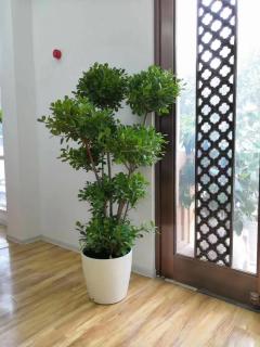 北京绿色植物出售