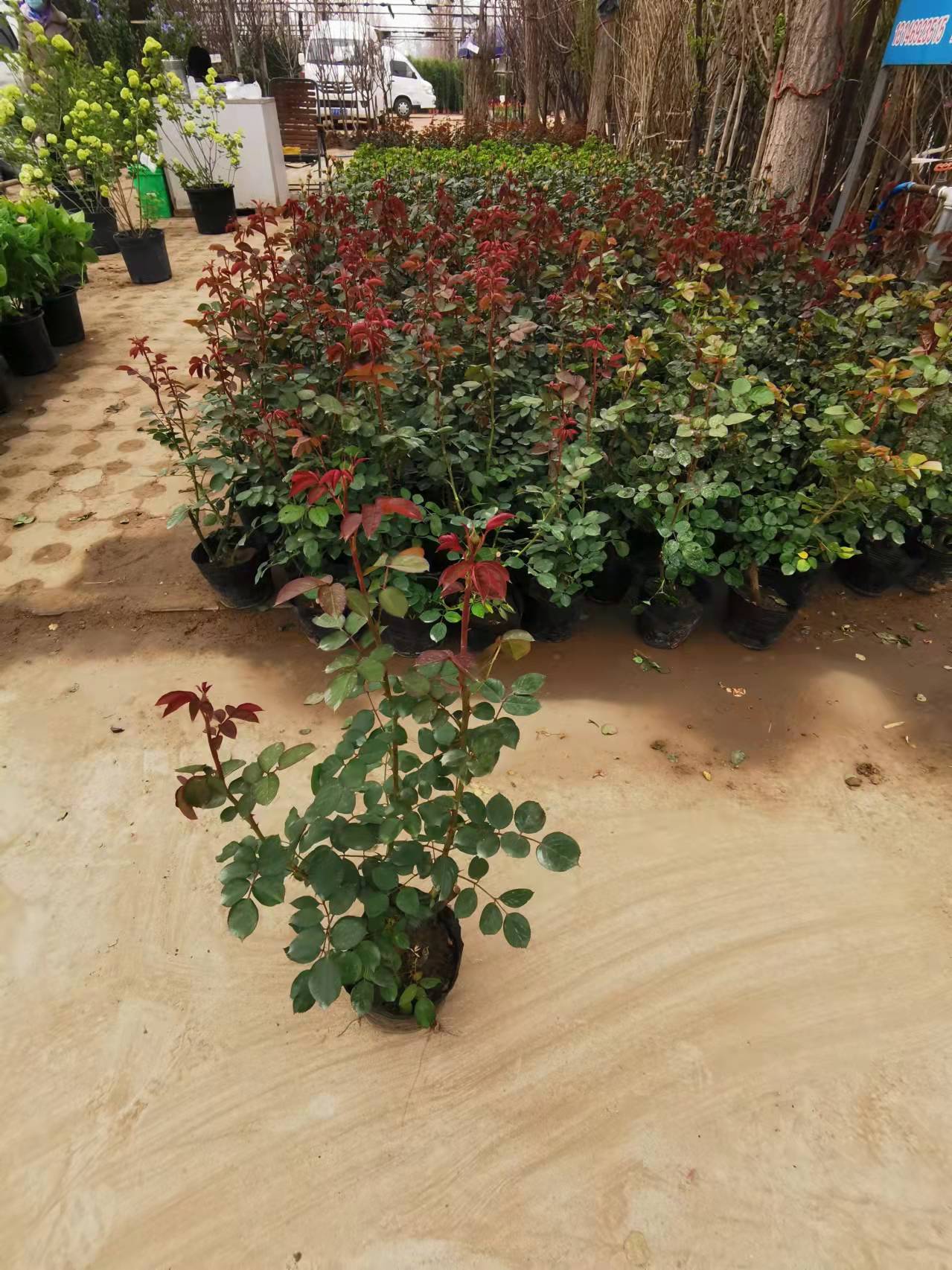 月季绿化种植养护