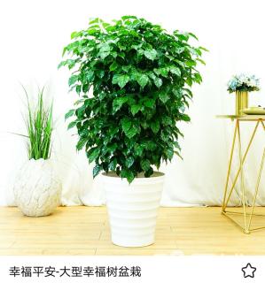 绿植租摆绿宝