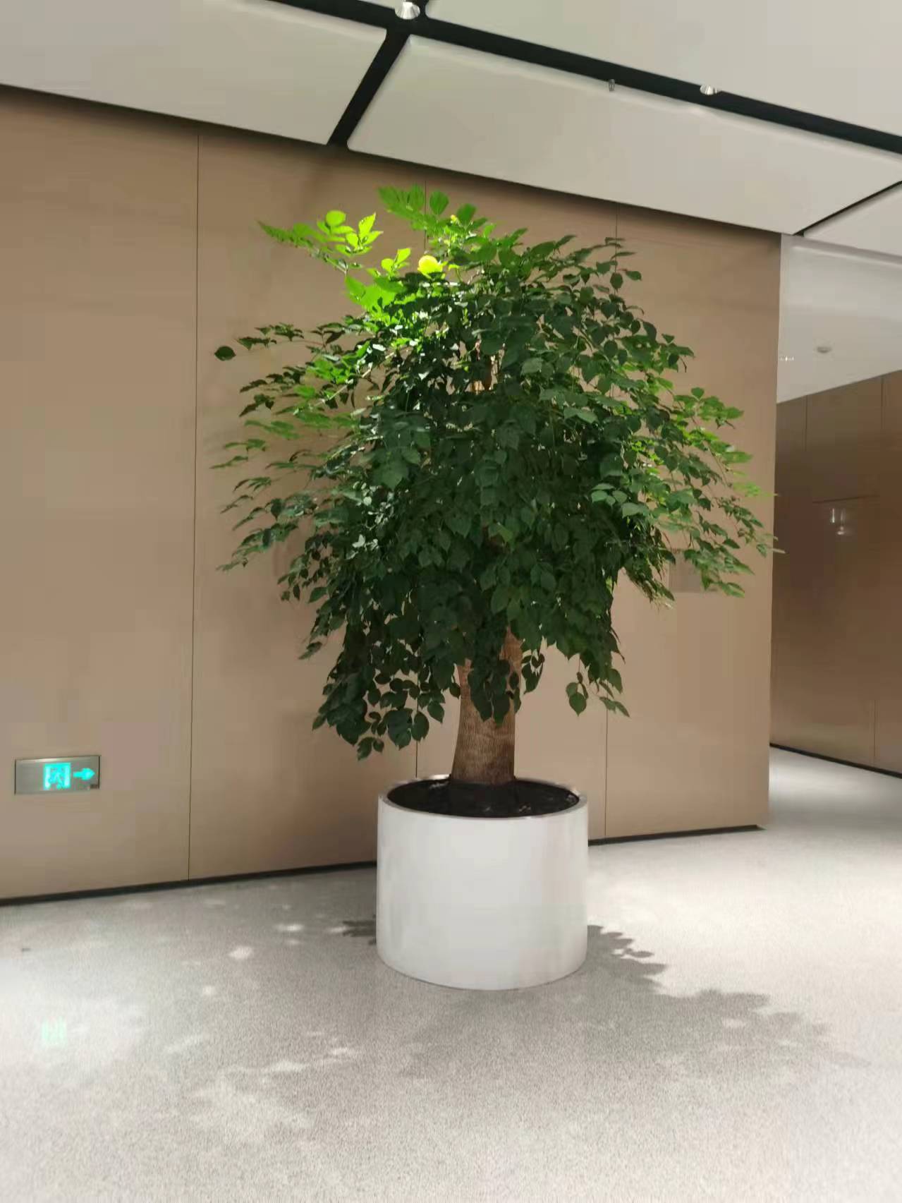 大堂植物租摆幸福树