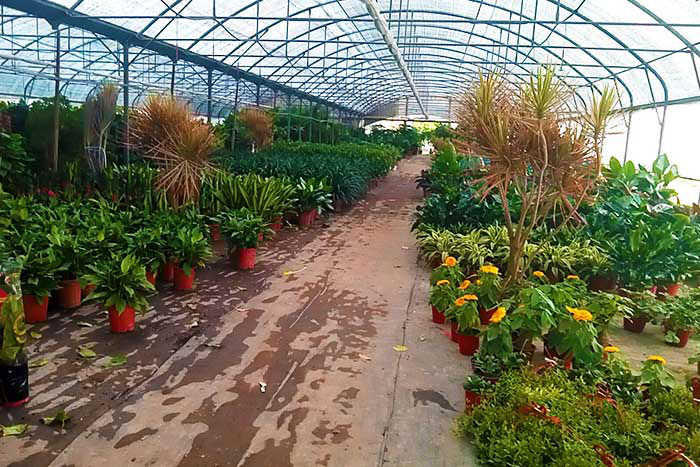 北京花卉绿植批发市场