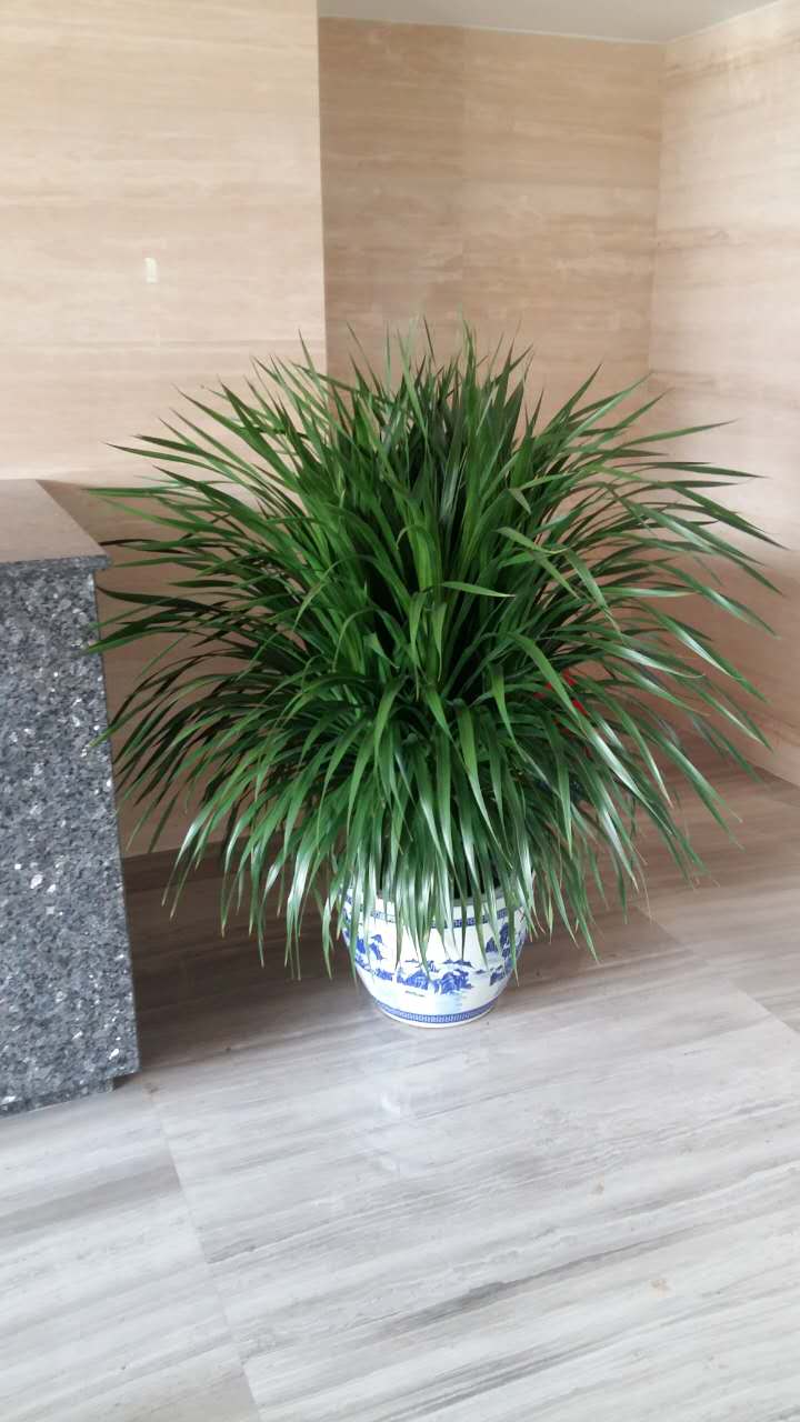 选择绿色租赁什么植物适合在走廊里