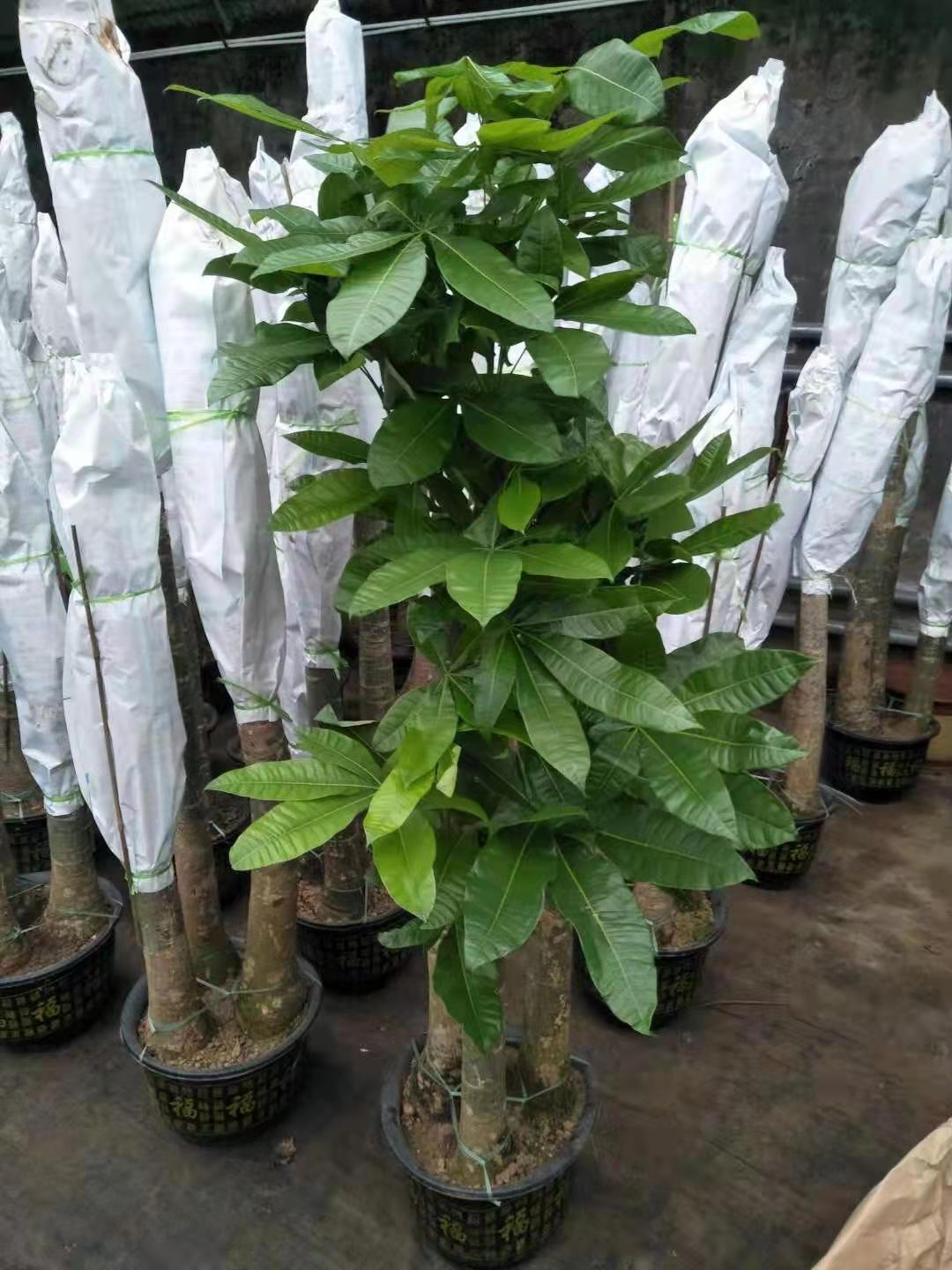 发财树绿植花卉租摆租赁养护