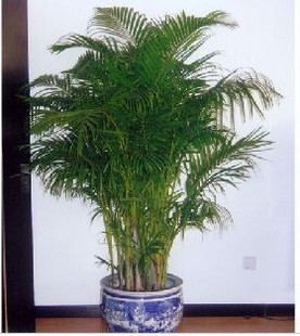 北京花卉租摆公司让养护更加容易