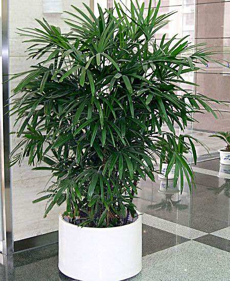 北京花卉租赁公司