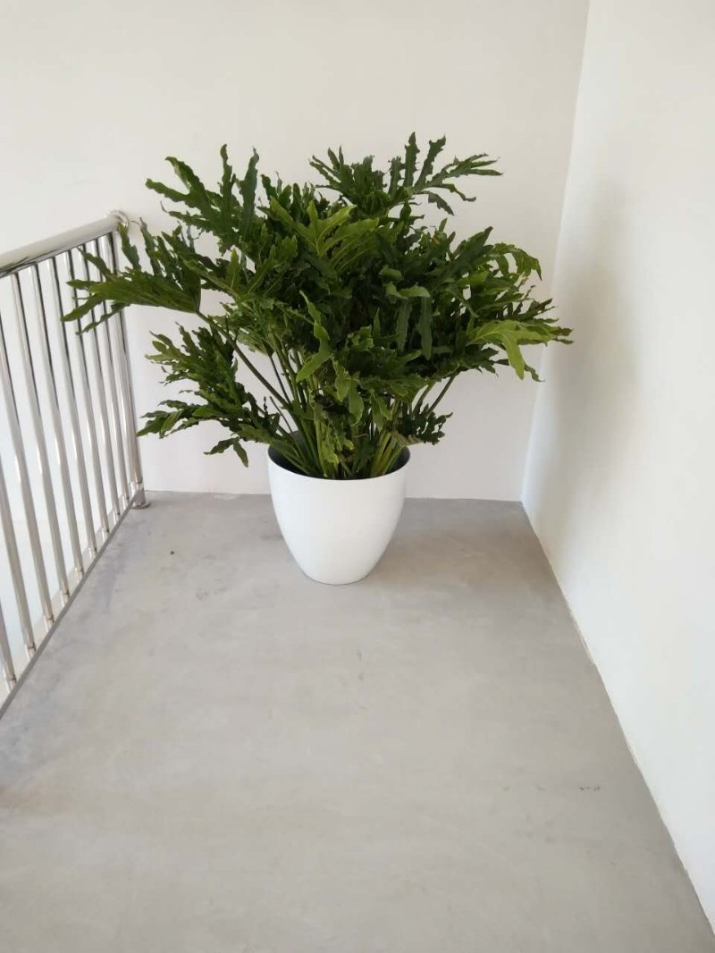 北京花卉植物租赁有讲究不同场所的绿植摆放要点