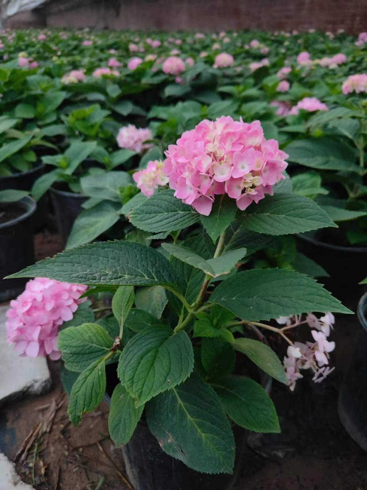 北京绿植花卉公司