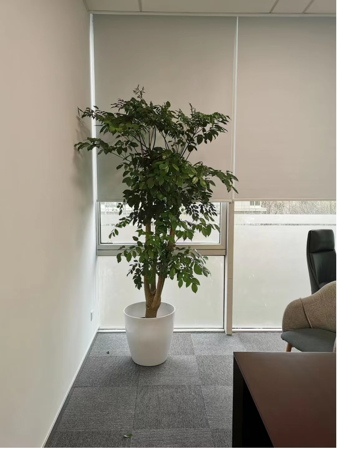 什么植物北京比较好养护