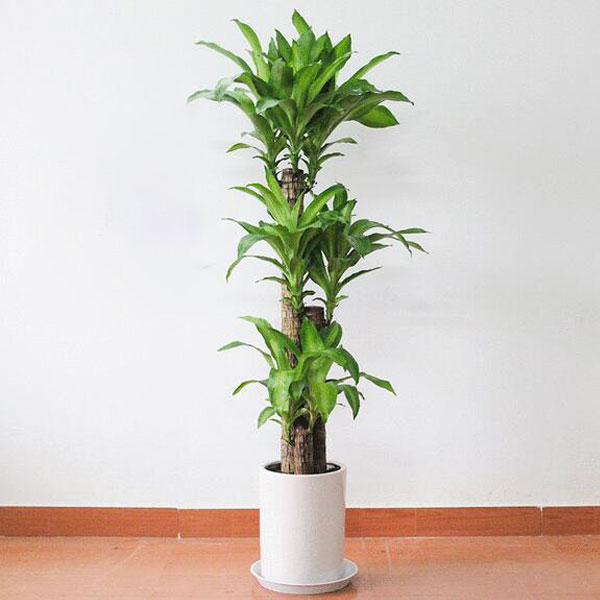 绿植巴西木的养护知识-北京室内花卉租摆公司