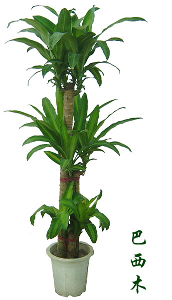 北京绿植租摆公司巴西木的养护方法