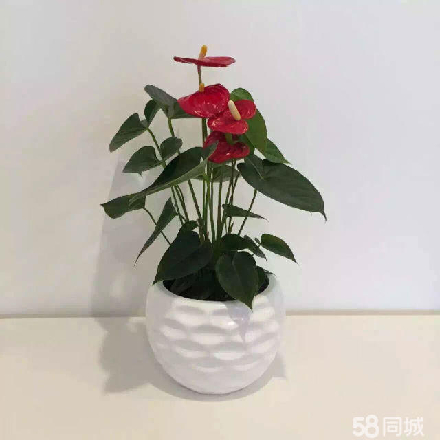 长寿花生虫不要急，学会这4点，轻松解决
