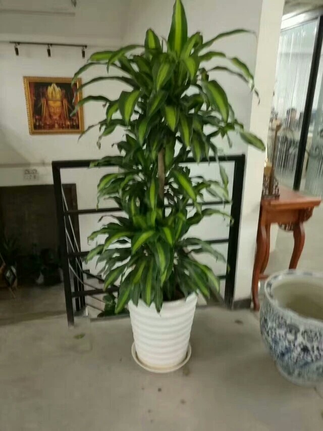 园艺产品有哪些