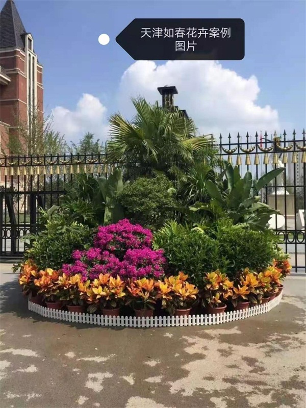 北京绿植租摆公司茶花的养护方法