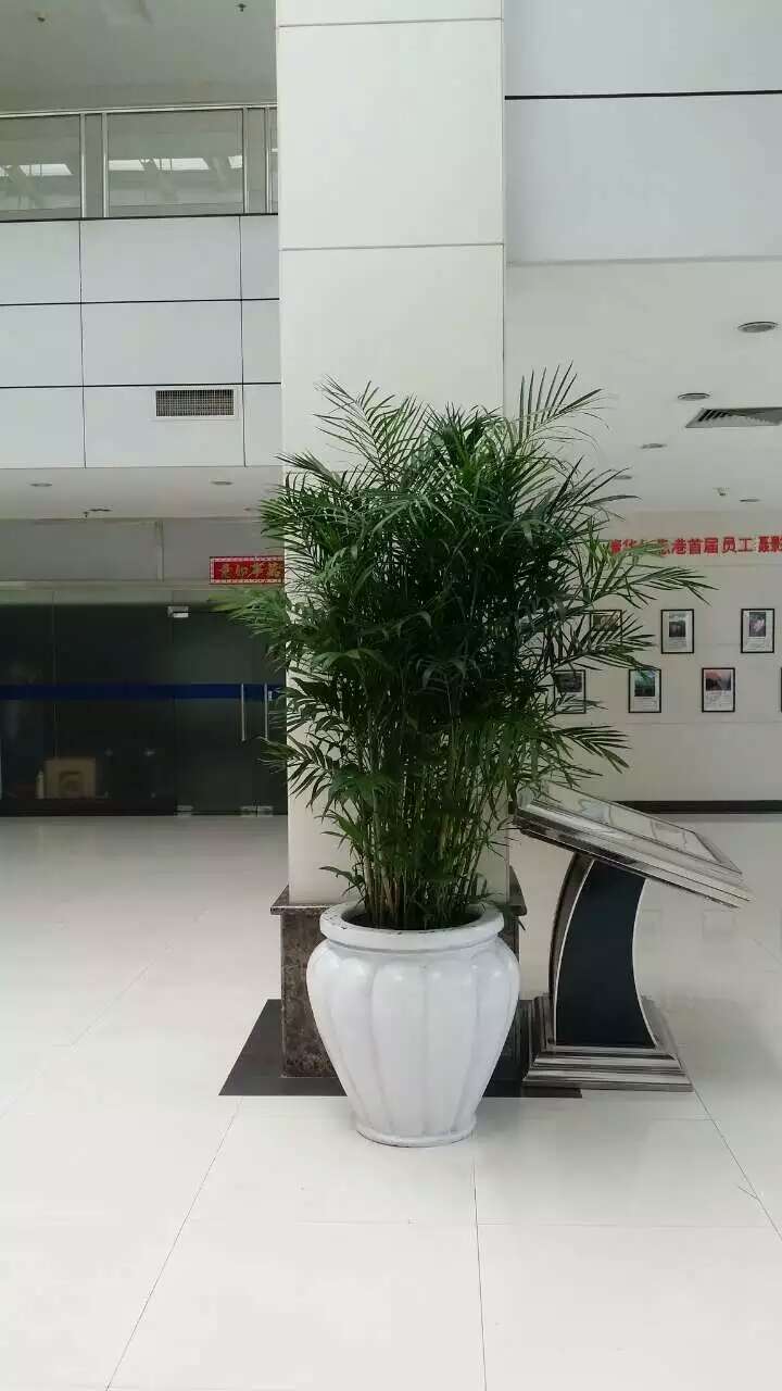 写字楼大堂绿植租摆公司