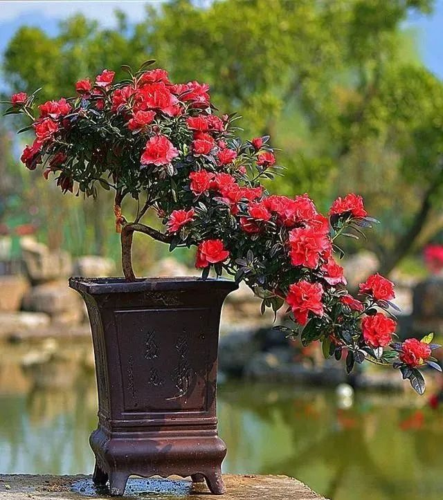北京花卉绿植养护北京冬天茉莉花的养护方法