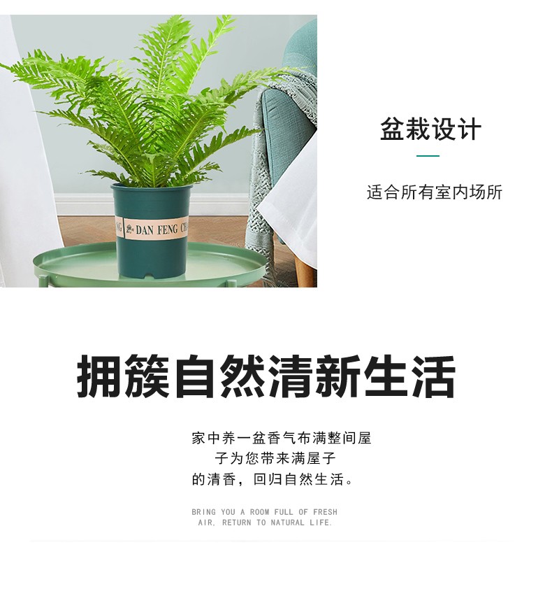 北京绿植租赁公司