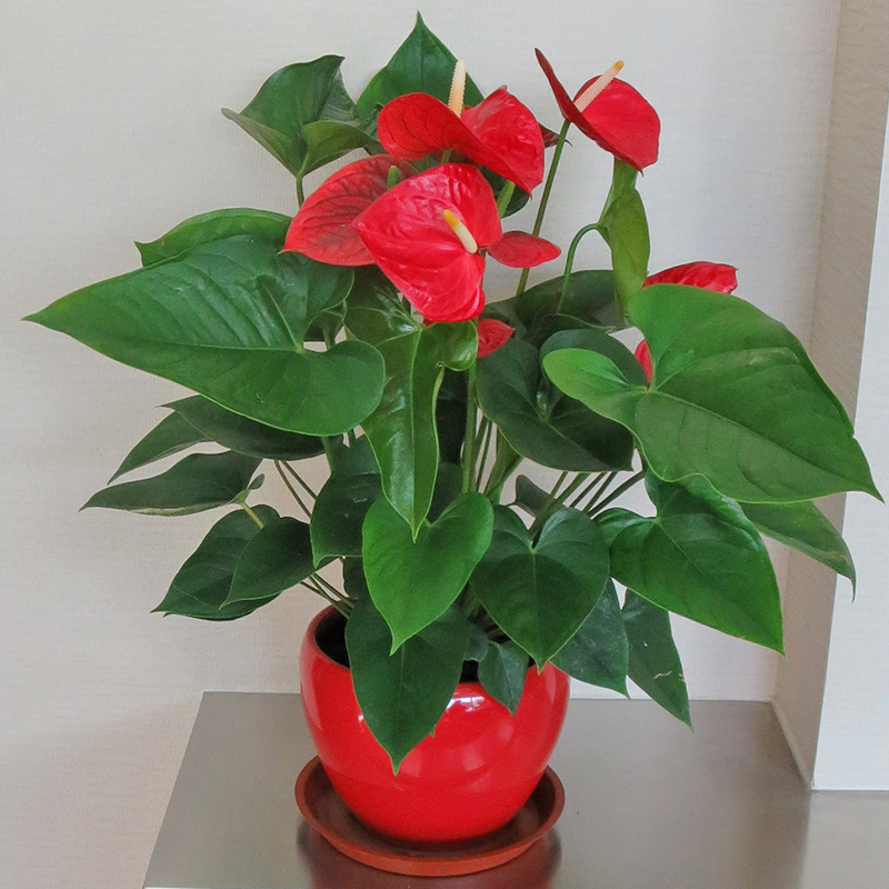出租绿植花卉公司