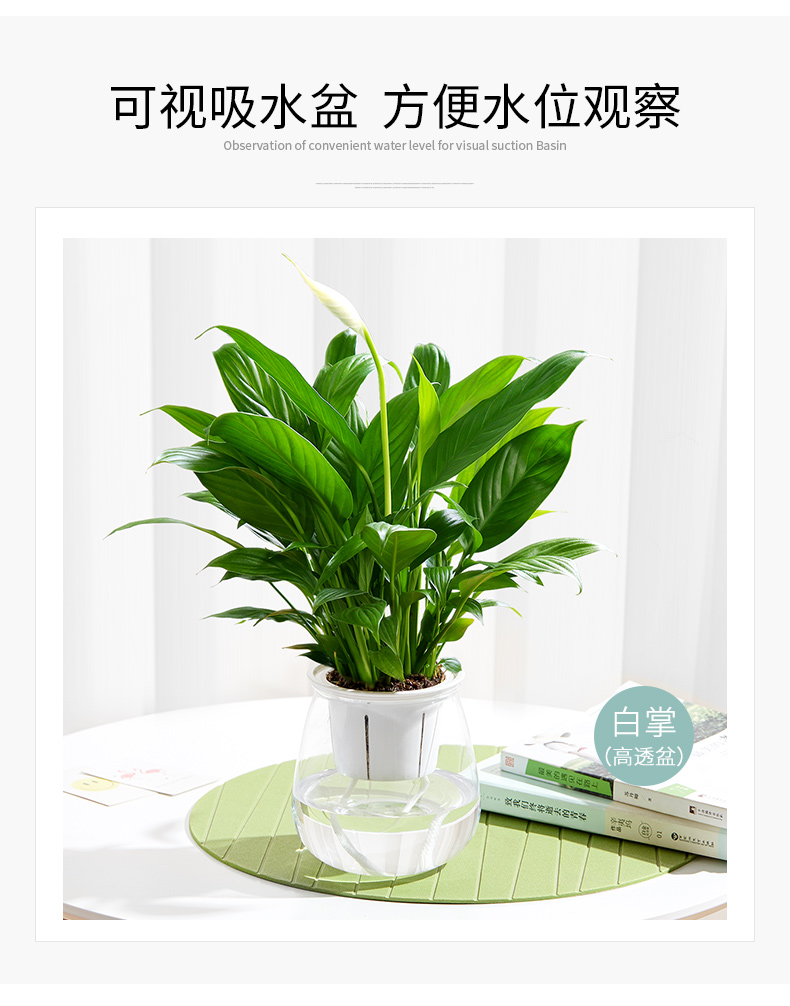 北京办公室绿植花卉租摆服务的标准