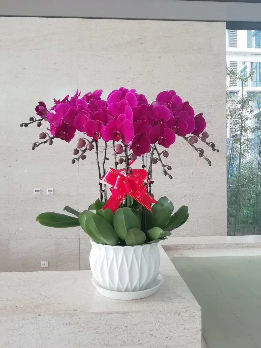 北京绿植花卉销售