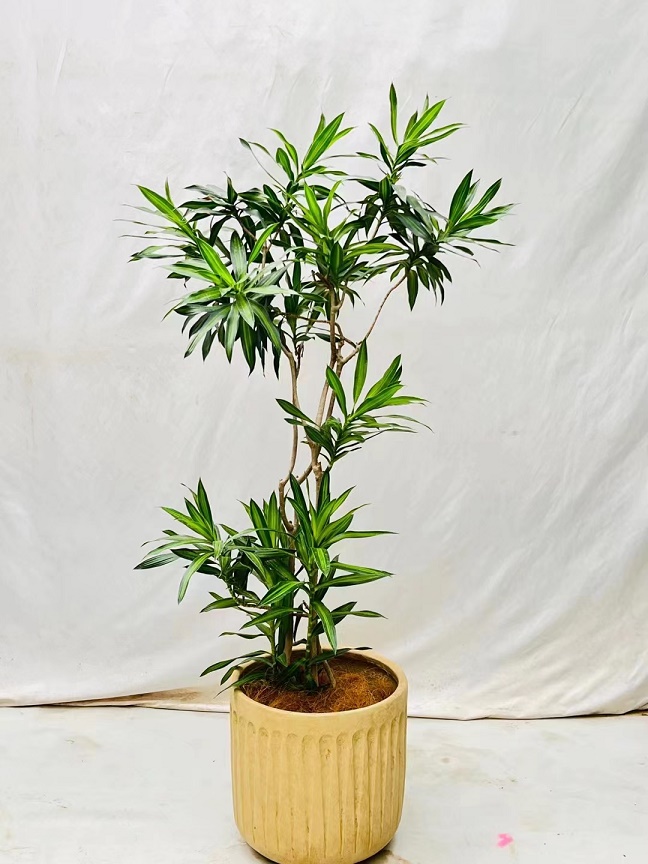 植物养护不会养怎么办？植物专业知识不会怎么办？