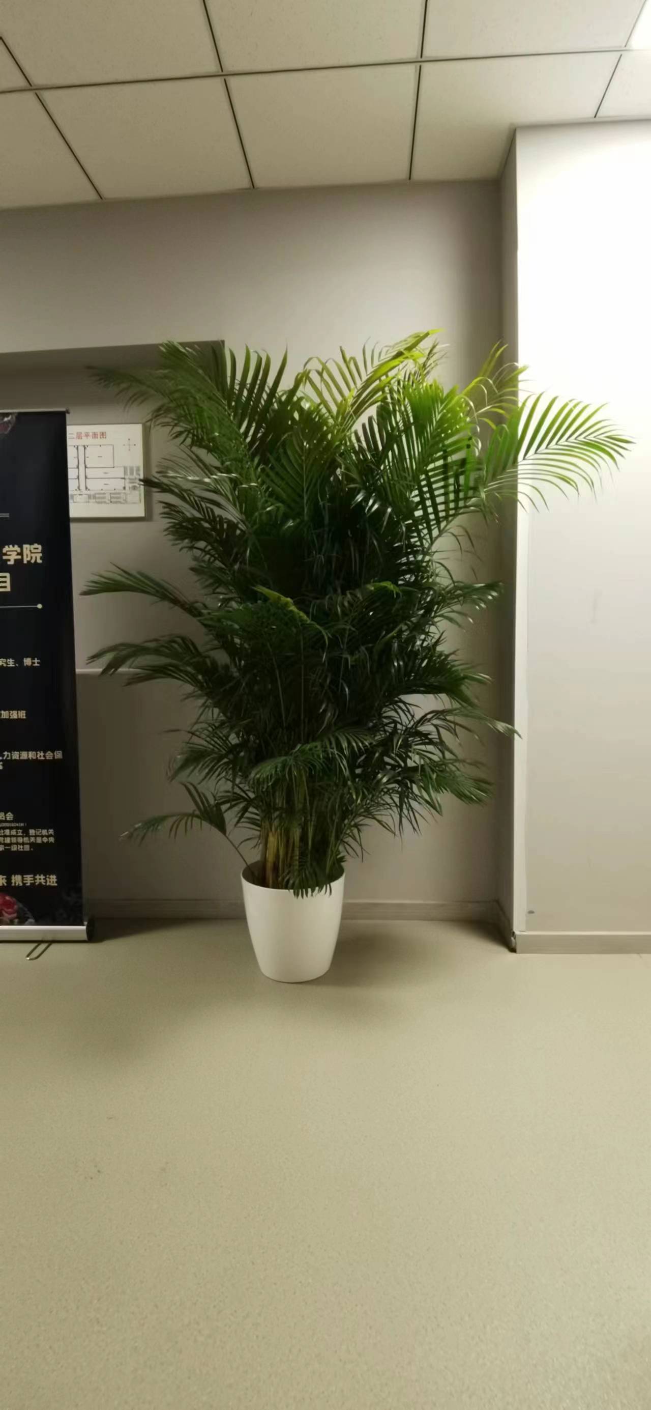 凤尾竹绿植租摆公司